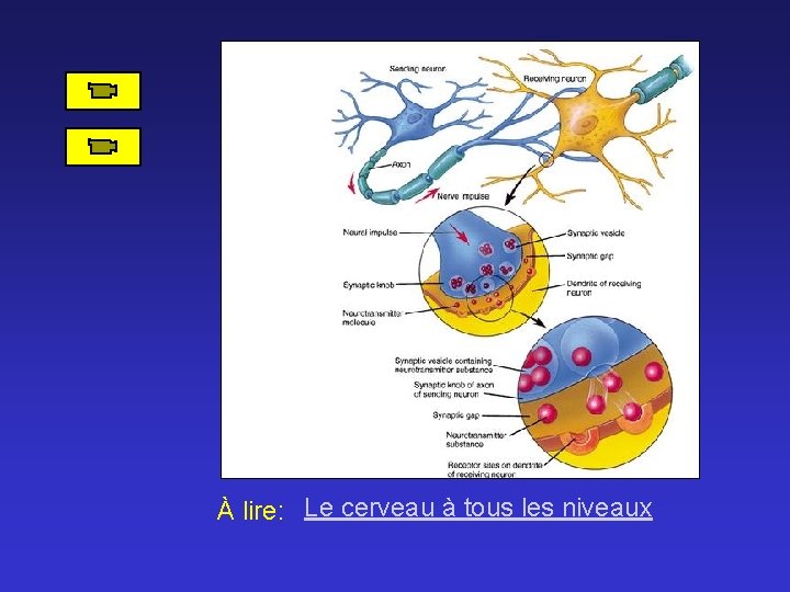 À lire: Le cerveau à tous les niveaux 