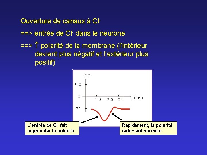 Ouverture de canaux à Cl==> entrée de Cl- dans le neurone ==> polarité de