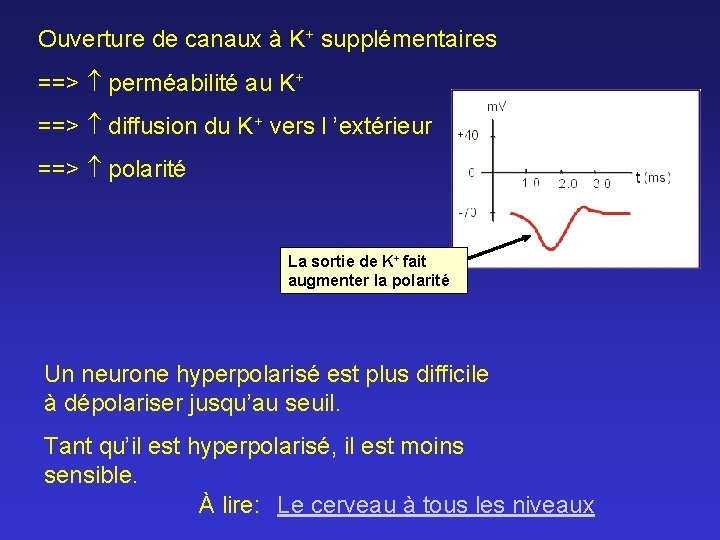 Ouverture de canaux à K+ supplémentaires ==> perméabilité au K+ ==> diffusion du K+