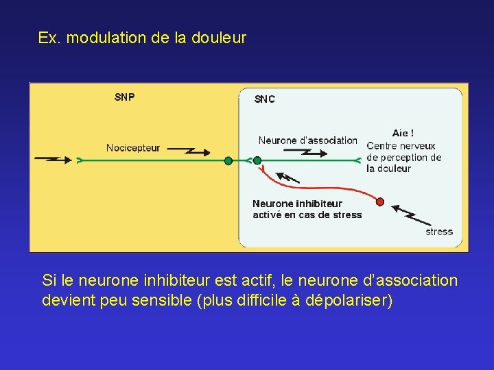 Ex. modulation de la douleur Si le neurone inhibiteur est actif, le neurone d’association