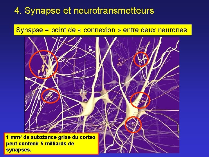 4. Synapse et neurotransmetteurs Synapse = point de « connexion » entre deux neurones