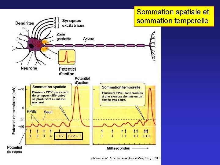Sommation spatiale et sommation temporelle Purves et al. , Life, Sinauer Associates, Inc. p.