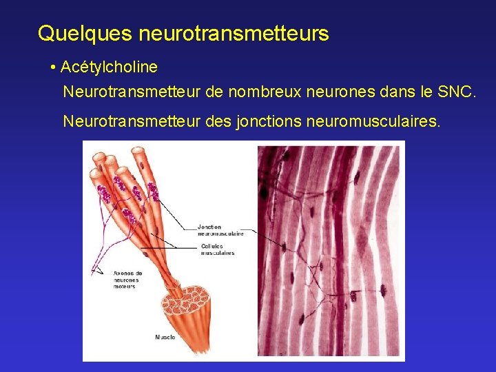 Quelques neurotransmetteurs • Acétylcholine Neurotransmetteur de nombreux neurones dans le SNC. Neurotransmetteur des jonctions