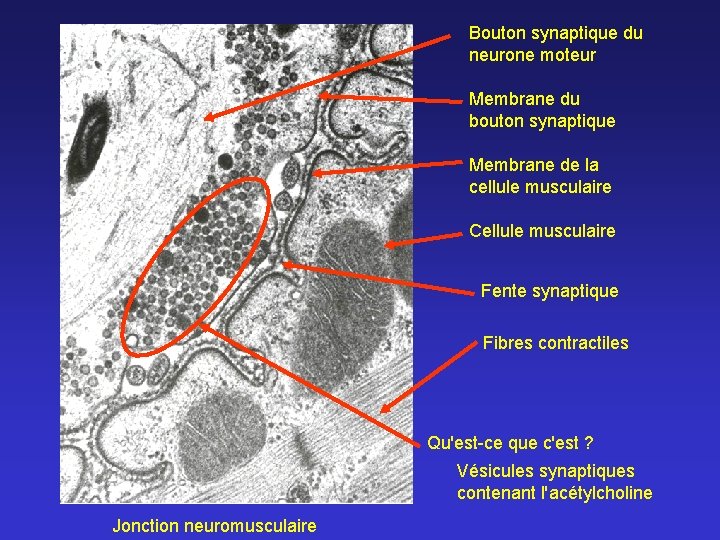 Bouton synaptique du neurone moteur Membrane du bouton synaptique Membrane de la cellule musculaire