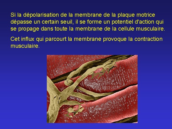 Si la dépolarisation de la membrane de la plaque motrice dépasse un certain seuil,