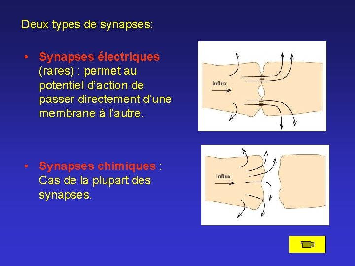 Deux types de synapses: • Synapses électriques (rares) : permet au potentiel d’action de