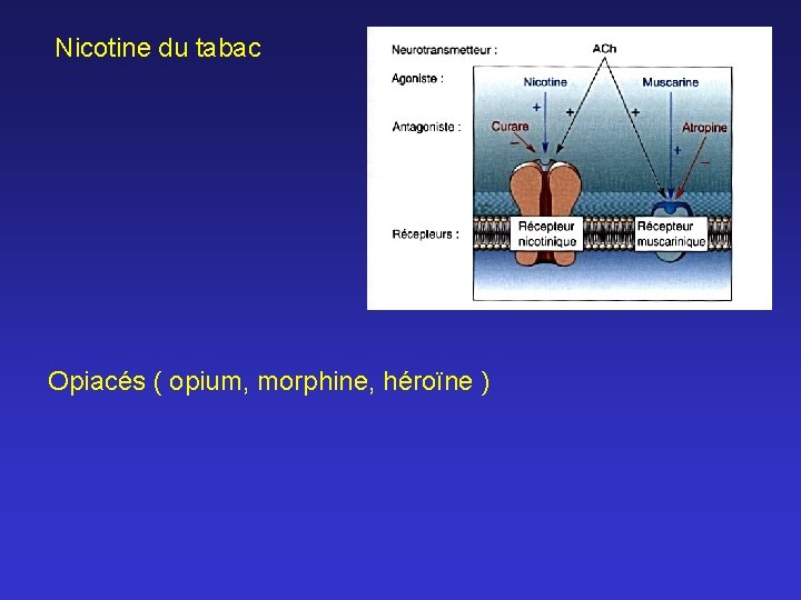 Nicotine du tabac Opiacés ( opium, morphine, héroïne ) 