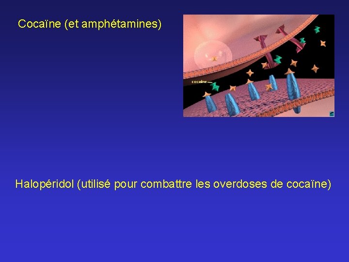 Cocaïne (et amphétamines) Halopéridol (utilisé pour combattre les overdoses de cocaïne) 