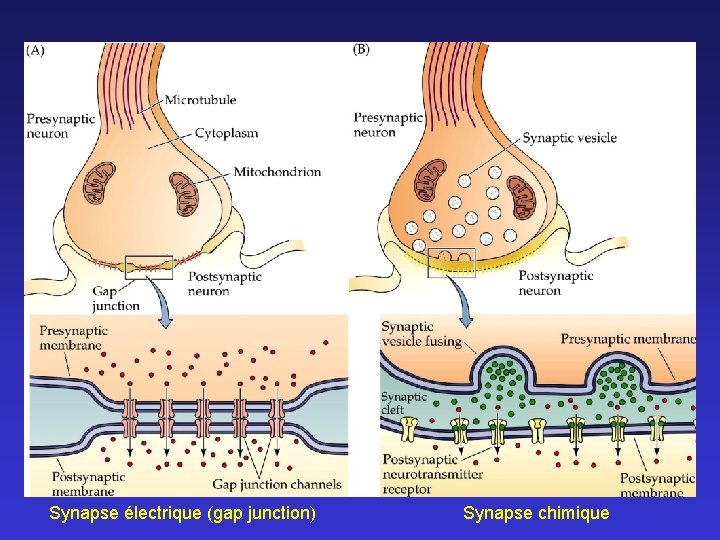 Synapse électrique (gap junction) Synapse chimique 