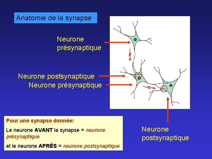 Anatomie de la synapse Neurone présynaptique Neurone postsynaptique Neurone présynaptique Pour une synapse donnée: