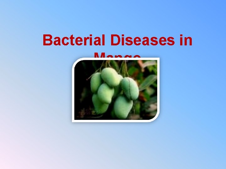 Bacterial Diseases in Mango 