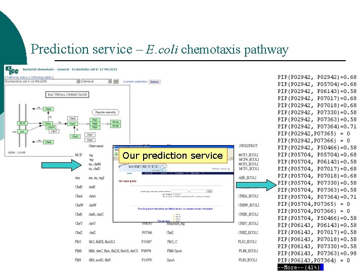 Prediction service – E. coli chemotaxis pathway Our prediction service Prediction service – E. coli chemotaxis pathway Our prediction service