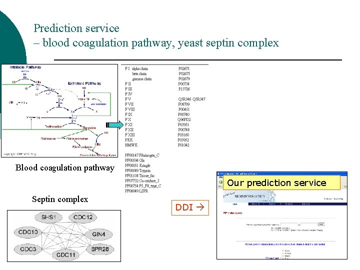 Prediction service – blood coagulation pathway, yeast septin complex Blood coagulation pathway Our prediction Prediction service – blood coagulation pathway, yeast septin complex Blood coagulation pathway Our prediction