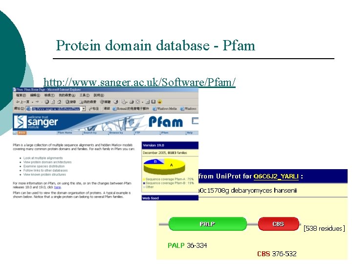 Protein domain database - Pfam http: //www. sanger. ac. uk/Software/Pfam/ Protein domain database - Pfam http: //www. sanger. ac. uk/Software/Pfam/