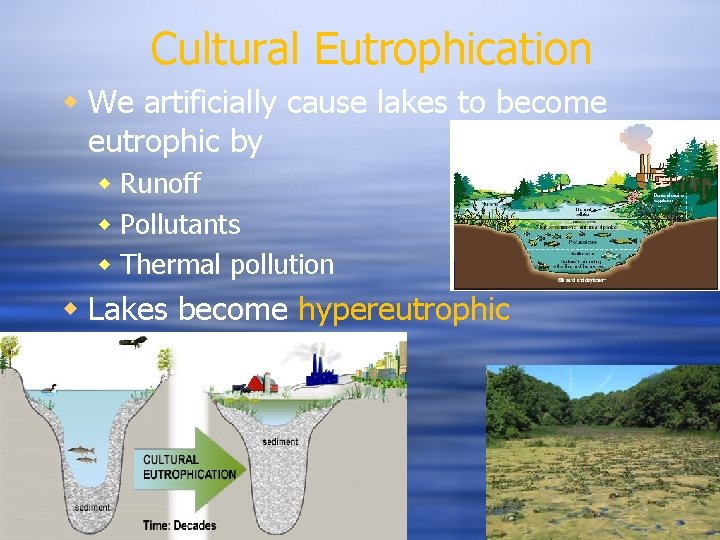 Cultural Eutrophication We artificially cause lakes to become eutrophic by Runoff Pollutants Thermal pollution Cultural Eutrophication We artificially cause lakes to become eutrophic by Runoff Pollutants Thermal pollution