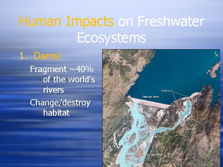 Human Impacts on Freshwater Ecosystems 1. Dams! Fragment ~40% of the world’s rivers Change/destroy Human Impacts on Freshwater Ecosystems 1. Dams! Fragment ~40% of the world’s rivers Change/destroy