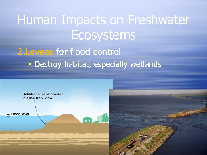 Human Impacts on Freshwater Ecosystems 2. Levees for flood control Destroy habitat, especially wetlands Human Impacts on Freshwater Ecosystems 2. Levees for flood control Destroy habitat, especially wetlands