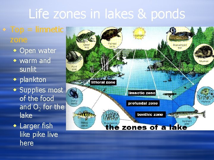 Life zones in lakes & ponds Top = limnetic zone Open water warm and Life zones in lakes & ponds Top = limnetic zone Open water warm and