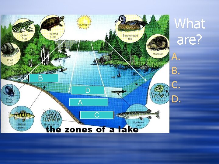 What are? A. B. C. D. B D A C What are? A. B. C. D. B D A C