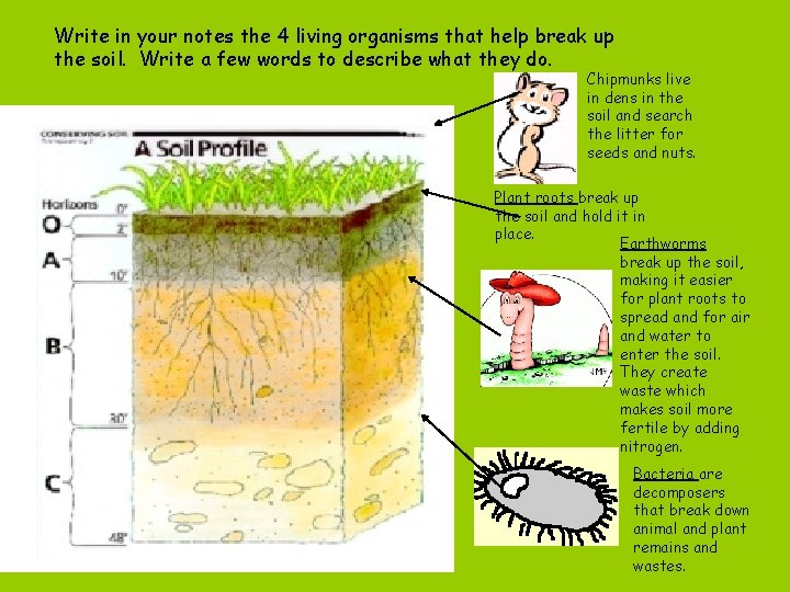 Write in your notes the 4 living organisms that help break up the soil.