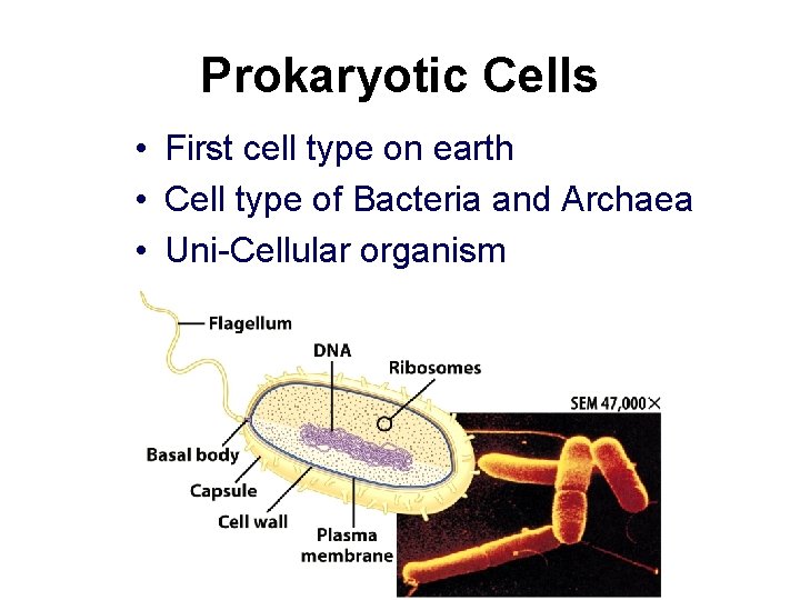 Prokaryotic Cells • First cell type on earth • Cell type of Bacteria and Prokaryotic Cells • First cell type on earth • Cell type of Bacteria and