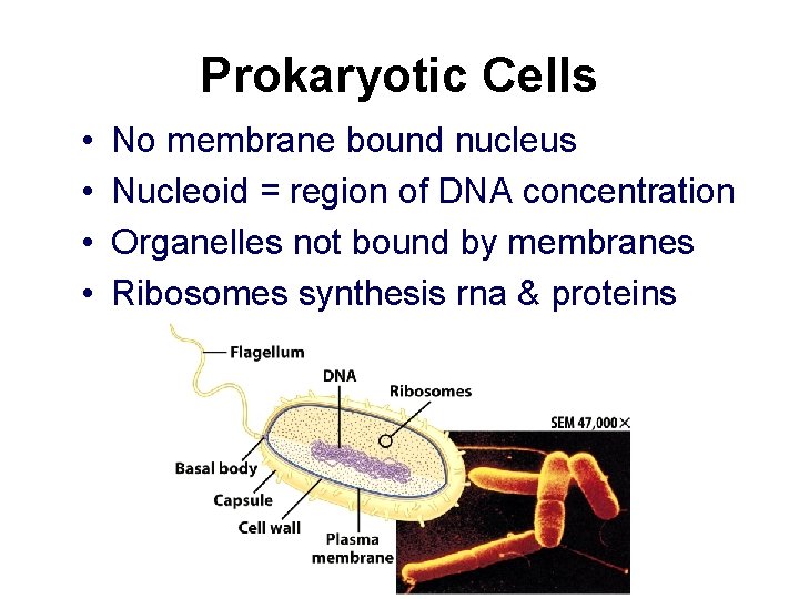 Prokaryotic Cells • • No membrane bound nucleus Nucleoid = region of DNA concentration Prokaryotic Cells • • No membrane bound nucleus Nucleoid = region of DNA concentration