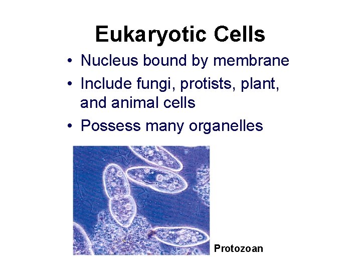Eukaryotic Cells • Nucleus bound by membrane • Include fungi, protists, plant, and animal Eukaryotic Cells • Nucleus bound by membrane • Include fungi, protists, plant, and animal