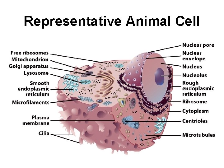 Representative Animal Cell Representative Animal Cell