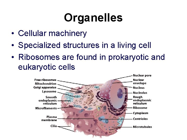 Organelles • Cellular machinery • Specialized structures in a living cell • Ribosomes are Organelles • Cellular machinery • Specialized structures in a living cell • Ribosomes are