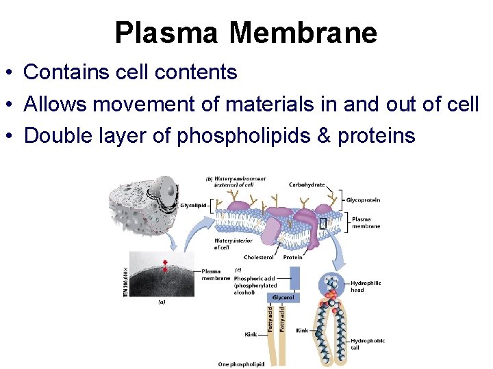 Plasma Membrane • Contains cell contents • Allows movement of materials in and out Plasma Membrane • Contains cell contents • Allows movement of materials in and out