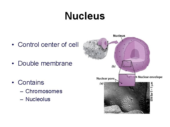 Nucleus • Control center of cell • Double membrane • Contains – Chromosomes – Nucleus • Control center of cell • Double membrane • Contains – Chromosomes –