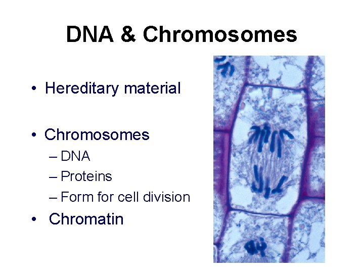 DNA & Chromosomes • Hereditary material • Chromosomes – DNA – Proteins – Form DNA & Chromosomes • Hereditary material • Chromosomes – DNA – Proteins – Form