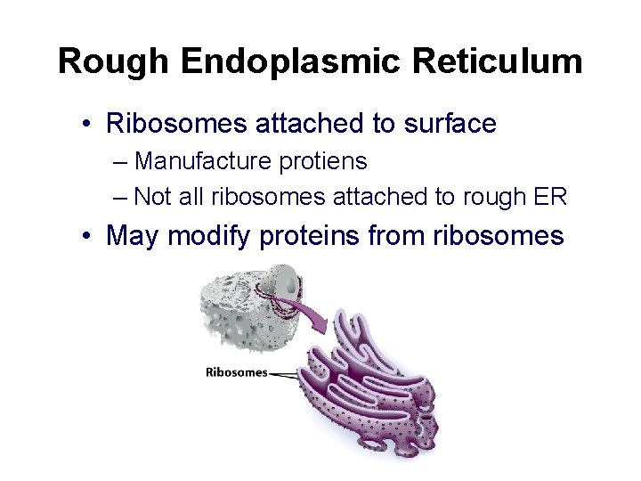 Rough Endoplasmic Reticulum • Ribosomes attached to surface – Manufacture protiens – Not all Rough Endoplasmic Reticulum • Ribosomes attached to surface – Manufacture protiens – Not all