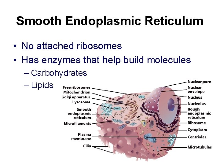Smooth Endoplasmic Reticulum • No attached ribosomes • Has enzymes that help build molecules Smooth Endoplasmic Reticulum • No attached ribosomes • Has enzymes that help build molecules