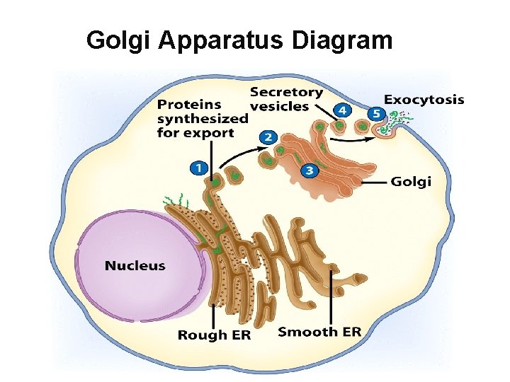 Golgi Apparatus Diagram Golgi Apparatus Diagram