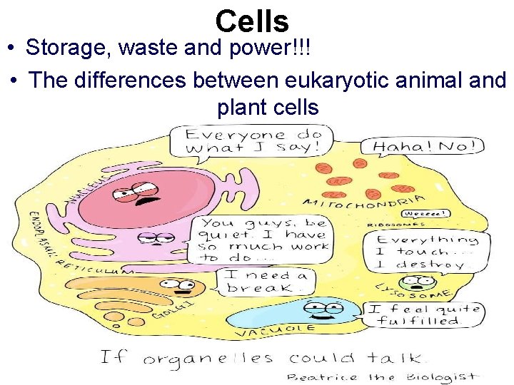 Cells • Storage, waste and power!!! • The differences between eukaryotic animal and plant Cells • Storage, waste and power!!! • The differences between eukaryotic animal and plant