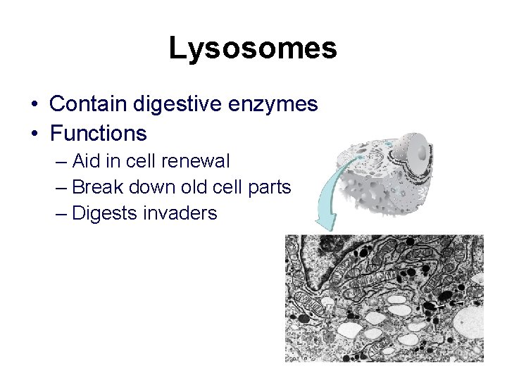 Lysosomes • Contain digestive enzymes • Functions – Aid in cell renewal – Break Lysosomes • Contain digestive enzymes • Functions – Aid in cell renewal – Break