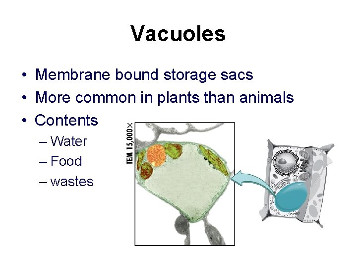Vacuoles • Membrane bound storage sacs • More common in plants than animals • Vacuoles • Membrane bound storage sacs • More common in plants than animals •