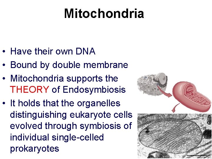 Mitochondria • Have their own DNA • Bound by double membrane • Mitochondria supports Mitochondria • Have their own DNA • Bound by double membrane • Mitochondria supports