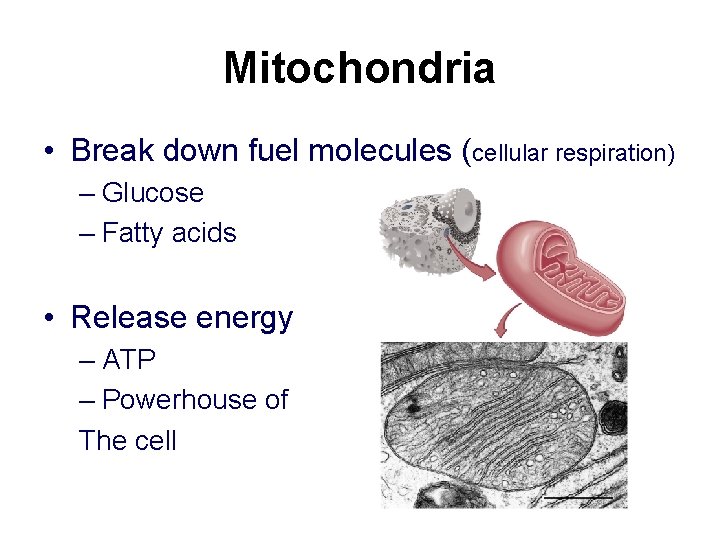 Mitochondria • Break down fuel molecules (cellular respiration) – Glucose – Fatty acids • Mitochondria • Break down fuel molecules (cellular respiration) – Glucose – Fatty acids •