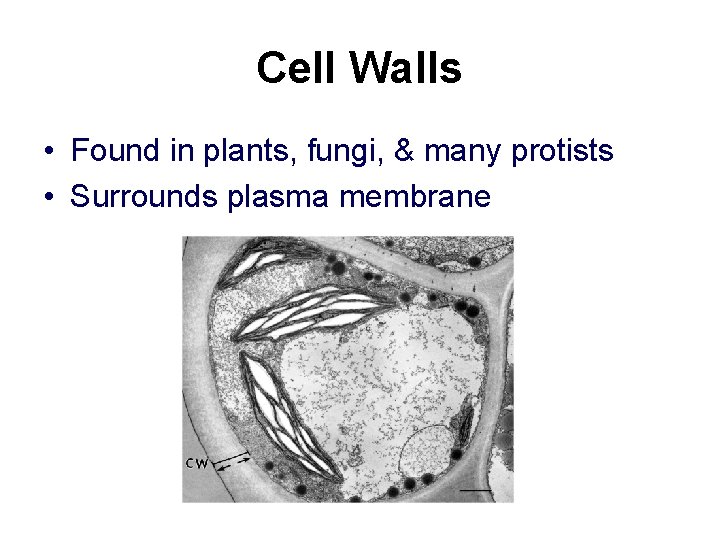 Cell Walls • Found in plants, fungi, & many protists • Surrounds plasma membrane Cell Walls • Found in plants, fungi, & many protists • Surrounds plasma membrane