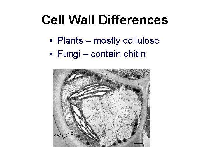 Cell Wall Differences • Plants – mostly cellulose • Fungi – contain chitin Cell Wall Differences • Plants – mostly cellulose • Fungi – contain chitin