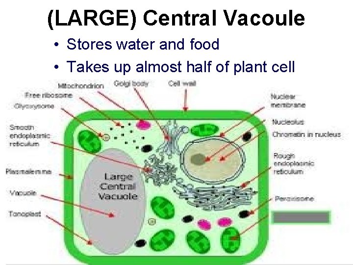(LARGE) Central Vacoule • Stores water and food • Takes up almost half of (LARGE) Central Vacoule • Stores water and food • Takes up almost half of