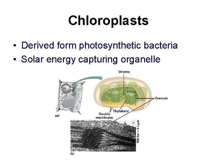 Chloroplasts • Derived form photosynthetic bacteria • Solar energy capturing organelle Chloroplasts • Derived form photosynthetic bacteria • Solar energy capturing organelle