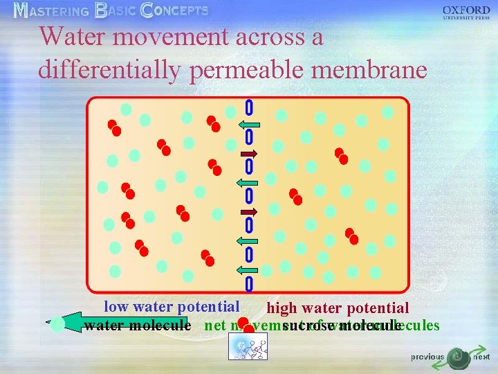 Water movement across a differentially permeable membrane low water potential high water potential water