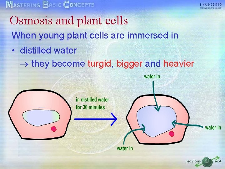 Osmosis and plant cells When young plant cells are immersed in • distilled water