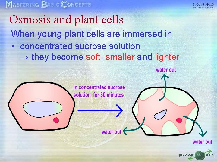 Osmosis and plant cells When young plant cells are immersed in • concentrated sucrose