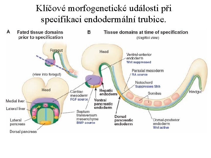 Klíčové morfogenetické události při specifikaci endodermální trubice. 