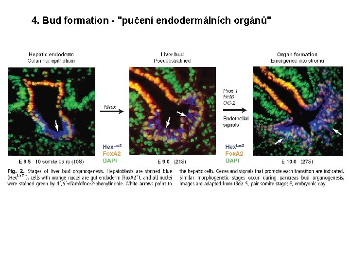 4. Bud formation - "pučení endodermálních orgánů" 