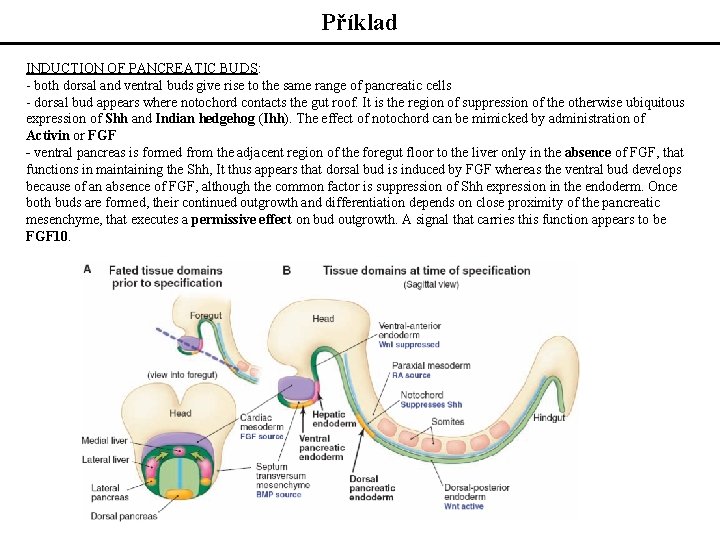 Příklad INDUCTION OF PANCREATIC BUDS: - both dorsal and ventral buds give rise to